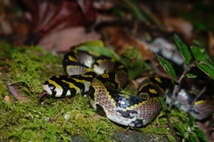 Euprepiophis mandarinus