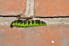 Copaxa multifenestrata