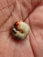 Scarabaeidae
