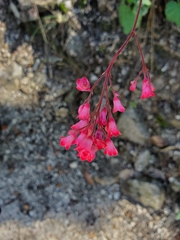 Heuchera sanguinea
