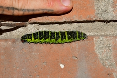 Copaxa multifenestrata