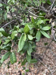 Quercus fusiformis