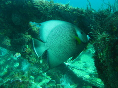 Pomacanthus arcuatus