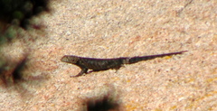 Sceloporus orcutti