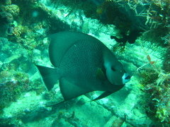 Pomacanthus arcuatus