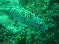 Epinephelus guttatus