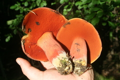 Boletus rubroflammeus