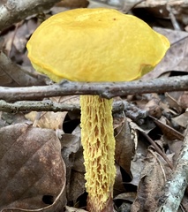 Aureoboletus betula