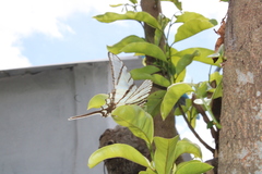 Protographium epidaus epidaus