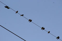 Amazona viridigenalis