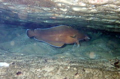 Lotella rhacina