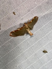 Hypsopygia