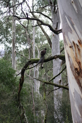 Eucalyptus rubida