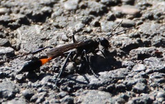 Ammophila procera