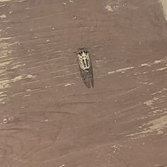 Megatibicen dealbatus