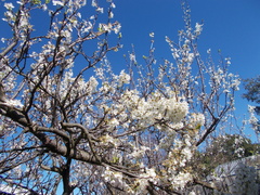 Prunus domestica