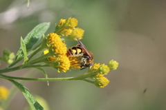 Xanthocampsomeris limosa