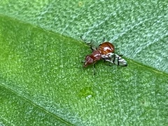Tephritoidea