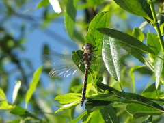 Rhionaeschna californica