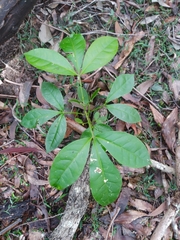 Melicope elleryana