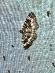 Epirrhoe alternata