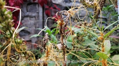 Cuscuta australis