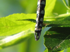 Rhionaeschna californica