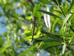 Rhionaeschna californica