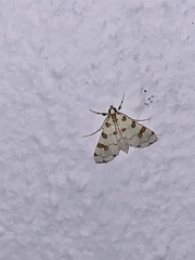 Conchylodes octonalis