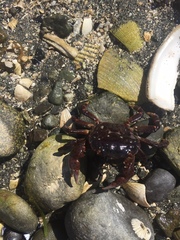 Hemigrapsus nudus