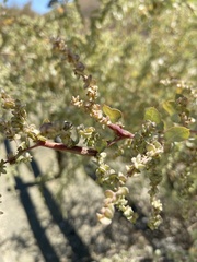 Neolasioptera willistoni