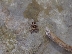 Habronattus fallax