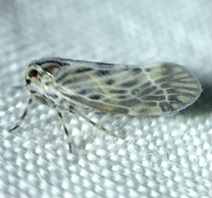 Cedusa maculata