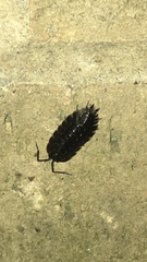 Porcellio spinicornis