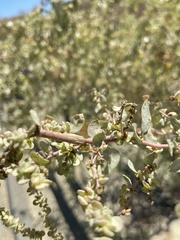 Neolasioptera willistoni