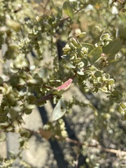 Neolasioptera willistoni