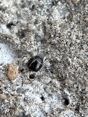 Aphodiinae