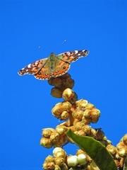 Vanessa braziliensis