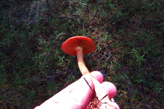 Cortinarius smithii