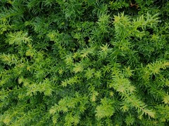 Taxus baccata