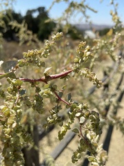 Neolasioptera willistoni