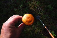 Cortinarius smithii
