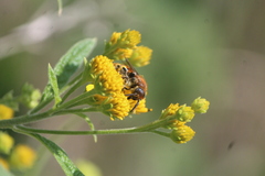 Xanthocampsomeris limosa