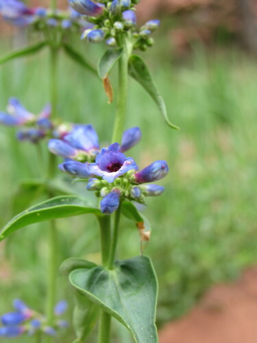 Image of Penstemon watsonii by (c) Anders Hastings, some rights reserved (CC BY)