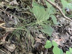 Equisetum pratense