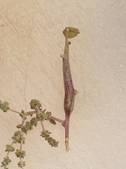 Neolasioptera willistoni