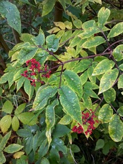 Sambucus sibirica