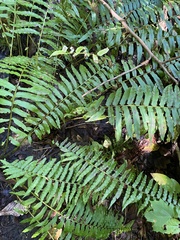 Homalosorus pycnocarpos