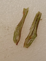 Neolasioptera willistoni