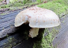 Neolentinus lepideus